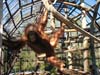 greatape07