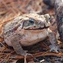 Frogs and Toads